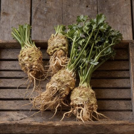 Brilliant, Celeriac Seeds - 250 Seeds image number null